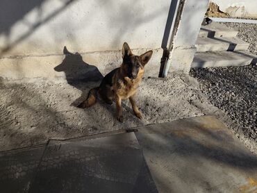 Продажа собак: Немецкая овчарка, 5 месяцев, Самка, С прививкой — 11