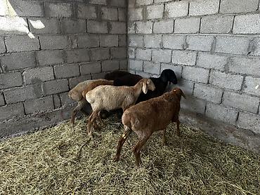 Баран, овца: Продаю | Баран (самец) | На забой at lalafo.kg — 6 Баран, овца: Продаю | Баран (самец) | На забой — 6