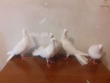 göyərçinlər: Göyərçinlər
