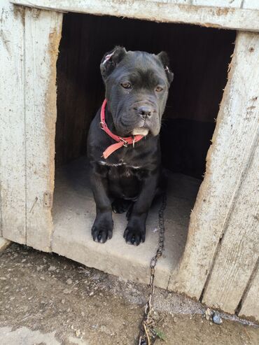 İtlər: Kane-Korso, 3 ay, Sənədli, Ödənişli çatdırılma, Ünvandan götürmə, Rayonlara çatdırılma — 3