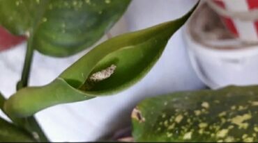 Otaq bitkiləri: DİFENBAHYA BÖYÜYÜB İRİ BİR DİBÇƏK BİTKİSİ OLUR ŞƏKİLLƏRİ VAR BAXIN — 8