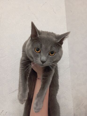 Pişiklər: Britan, Erkək — 4