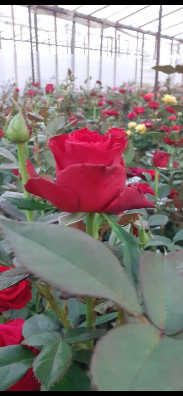 Şitillər: Məhsul: Gül kolları (gül fidanları) Təsvir: soyuqa davamlı 2 azn 3 — 9