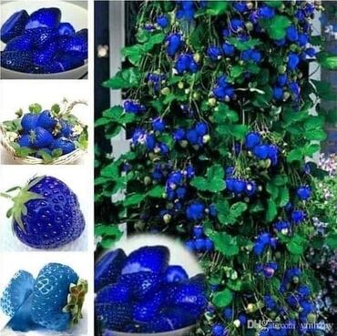 Semena i sadnice: Seme jagode nesto drugacije nesto novo japanskog porekla a od sad i — 13