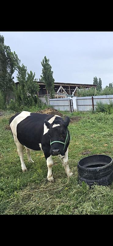 телёнок мальчик: Продаю | Корова (самка) | Для разведения | Привязанные — 2
