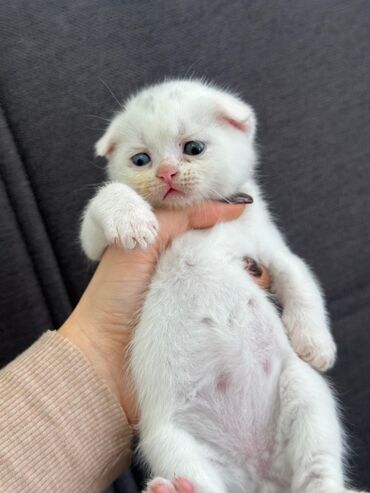 Pişiklər: Şotland, Dişi, Yaxşı əllərə, Ünvandan götürmə, Pulsuz çatdırılma, Ödənişli çatdırılma — 36