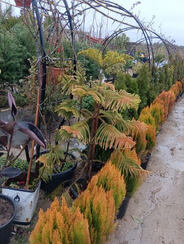 Tinglər: Gul cicek agaclarin satisi torf gubresi satilir 300den yuxari alana — 22