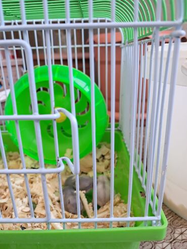 İtlər: Suraxanı rayon Hövsan qəsəbəsində hamster xamyaklar satılır biri