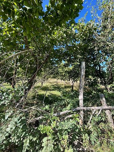 Продажа участков: Продаётся сад ( яблоня, груша абрикосы ) 10 соток в селе Жениш — 7