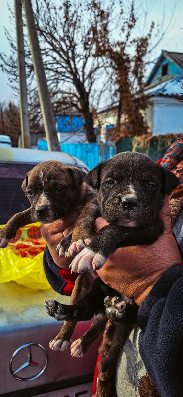 Продажа собак: Питбуль, 1 месяц, Самец — 2