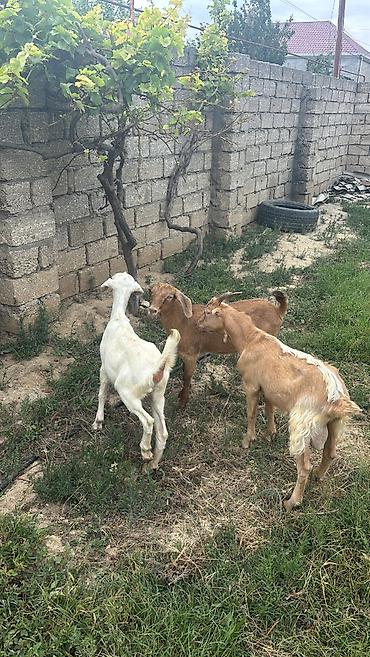 mal qara: 3 dənə 7 aylıq ətlik südlük keçi balaları — 2