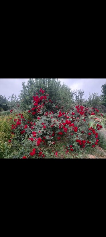 bitki dərmanları satışı: Sabirabad r.qoxulu çicekler