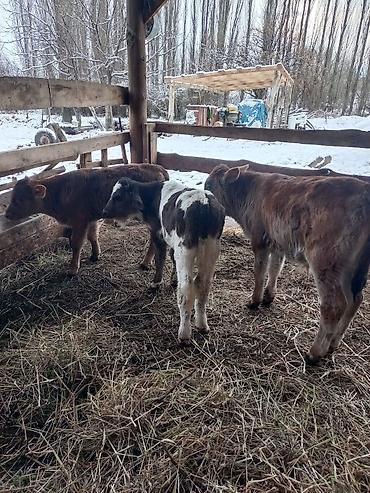 Коровы, быки: Продаю | Бык (самец) | Для разведения | Племенные — 6