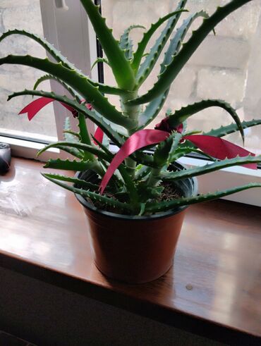 en gozel dibcek gulleri: Aloe Vera dibçek gülleri .Körpəler 4 manat . Nisbətən iri 7 manat