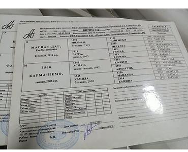 уй сатып алам бишкек: Сатам | Байтал | Көбөйтүү үчүн | Асыл тукумдуу — 4
