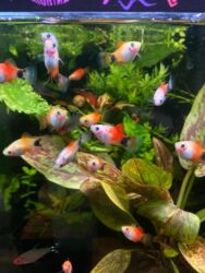 Аквариумы: Здравствуйте! 🌿 Вас приветствует магазин аквариумистики Green Aqua. У at lalafo.kg — 12 Аквариумы: Здравствуйте! 🌿 Вас приветствует магазин аквариумистики Green Aqua. У — 12