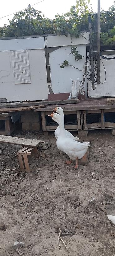 bulbul quşu haqqinda melumat: Xalmaqorla qarişıqdır 6 aylıq tam sağlam 2 ədəddir 2də erkəkdir qiymət — 2