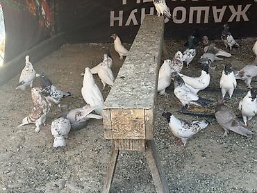 купить ежика бишкек: Голуби продается .Порода Иранцы. Лед игра гарантия 200% Все отдаю по — 1