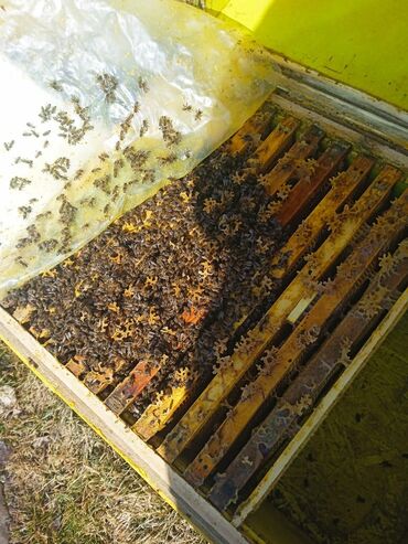 ferrari 456 gt: Зимовалые пчелосемьи 4-5-6 рамок Дадан. 10шт на продажу тюп курменты