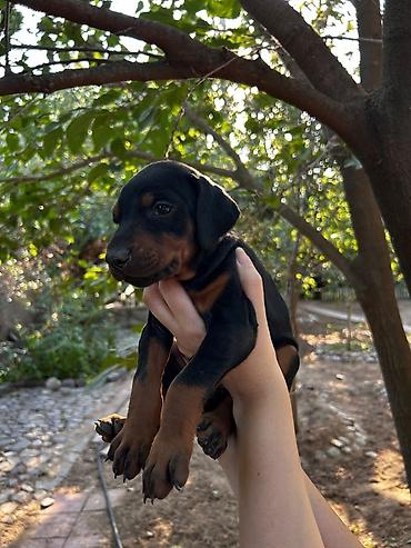 qusar heyvan satisi: Doberman, 2 ay, Erkək — 1