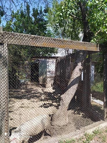 беловодски: Продается большой дом с большим участком земли в селе Беловодск. Дом 4 — 3