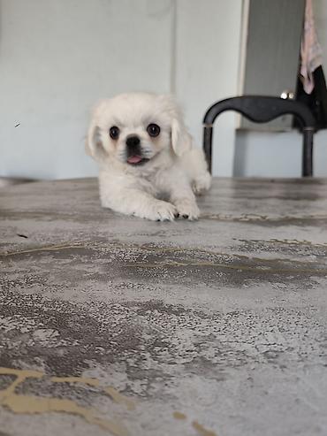 Pekines, 3 ay, Erkək, Ödənişli çatdırılma