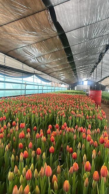 Букеты из живых цветов: Дорогие друзья! В продаже голландские тюльпаны выращенные в наших — 9