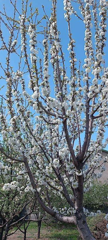 Продажа коттеджей и домов: ПРОДАЕТСЯ! под ИПОТЕКУ или за наличный — 11