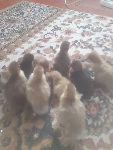 cucə satisi 2021: Salam .10 dene ordek balasi biri 2 manat . boyuk erkek diri ceki 5 kg — 7