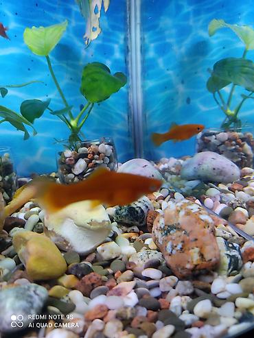 Аквариумы: Аквариум заводской, с крышкой 60 литров, со всеми комплектующими — 6