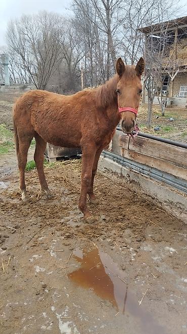 Другие животные: Тай сатылат жашы 1.жаш баасы 100.миң — 4