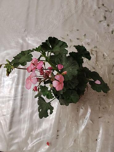 нужно: Фикусы комнатные в горшках 1) Фикус эластика вариегатный — 9