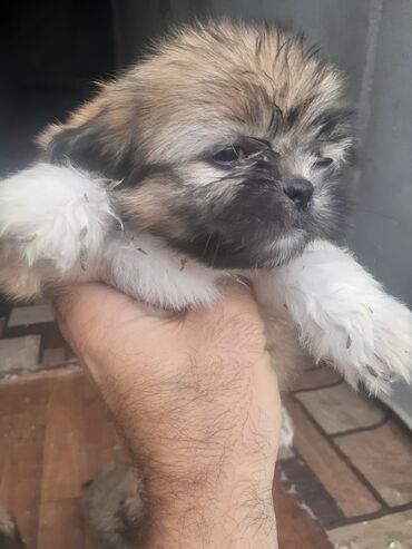ingilis setter it cinsinin digər adı: Pekines, 1 ay, Erkek, Ödənişli çatdırılma