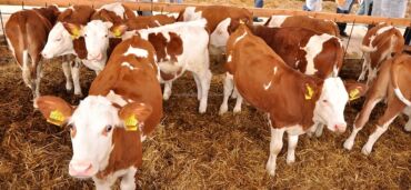 токмок продажа: Сатам | Уй (ургаачы), Бука (эркек), Кунаажын