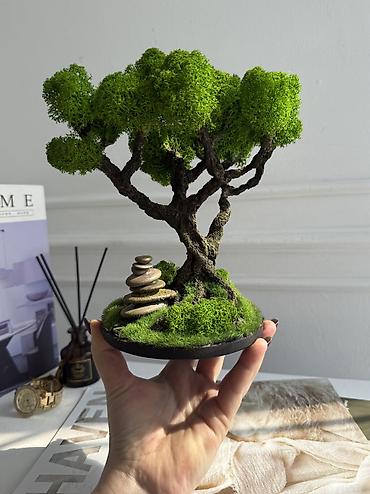 Декоративные цветы: В переводе с японского Бонсай означает «дерево, выращенное в блюде» — 51