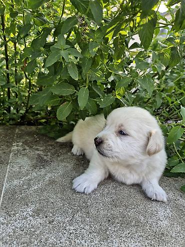 İtlər: 1 ay, Peyvəndli, Ünvandan götürmə -da lalafo.az — 1 İtlər: 1 ay, Peyvəndli, Ünvandan götürmə — 1