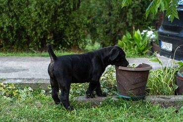 Psi: Sa ponosom predstavljamo vrhunske štence rase Južnoafrički mastif – — 8