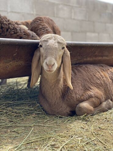 Бараны, овцы: Продаю | Ягненок | Арашан | Для разведения — 3