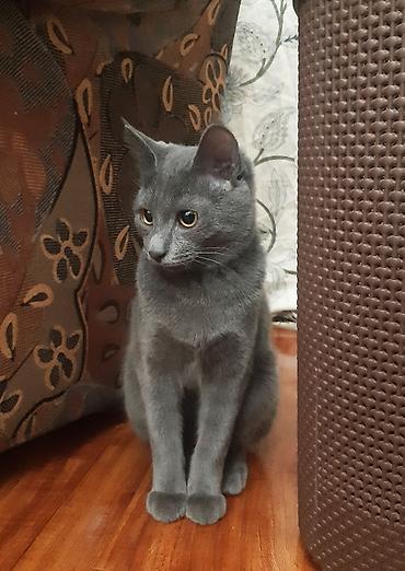 Отдам даром кошку: Кошка даром: Беспородная, 1 год, Девочка, Кастрирована, Приучена к лотку — 9