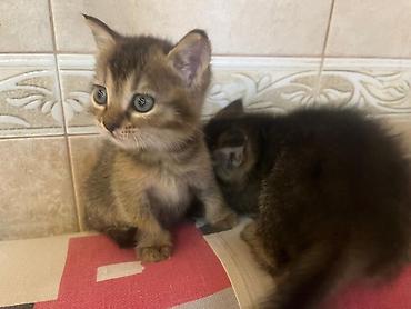 Tabbi, Yaxşı əllərə