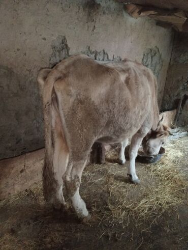 inekler: 5- bala verib qısırdı qoyun quzu və ya boğaz mal ilə barter edərəm