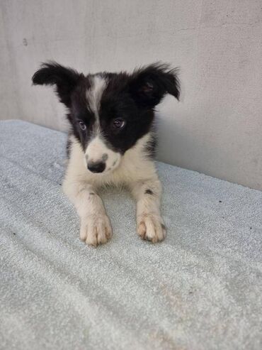 Psi: Štenci Border Collie oštenjeni 01. juna očišćeni od parazita više — 2