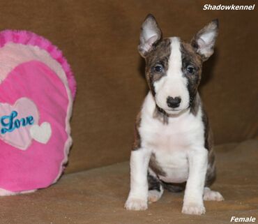 Psi: Stenci Mini Bull terijera, stari dva meseca, Pll, Lad, Lp clear na lalafo.rs — 6 Psi: Stenci Mini Bull terijera, stari dva meseca, Pll, Lad, Lp clear — 6