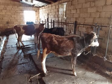 продажа птиц в баку: 3 eded disi danadi 1 simental o biriler montafondi 2 si 900 den 1i