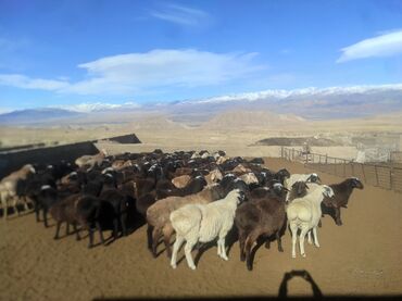 крс быки: Сатам | Ургаачы кой (ургаачы) | Көбөйтүү үчүн | Ургаачы