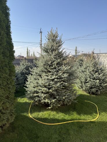 полистроль блоки цена бишкек: Продаю!!!! Продаю зеленые ели от 1.20см до 2.80см. Оптом дешевле)