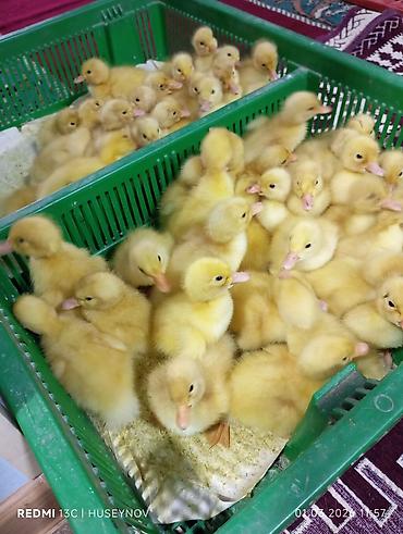 at qiymeti: 15 günlük süper lider cucesi vaxsinadiyalari verilib Saba lasota — 7