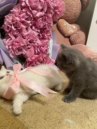 Pişiklər: Britan — 2