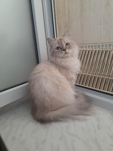 bakida it barinagi: Şinşilla, Dişi, Yaxşı əllərə, Ödənişli çatdırılma — 1