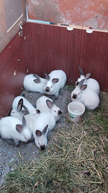 кролики фландеры: Продаю |